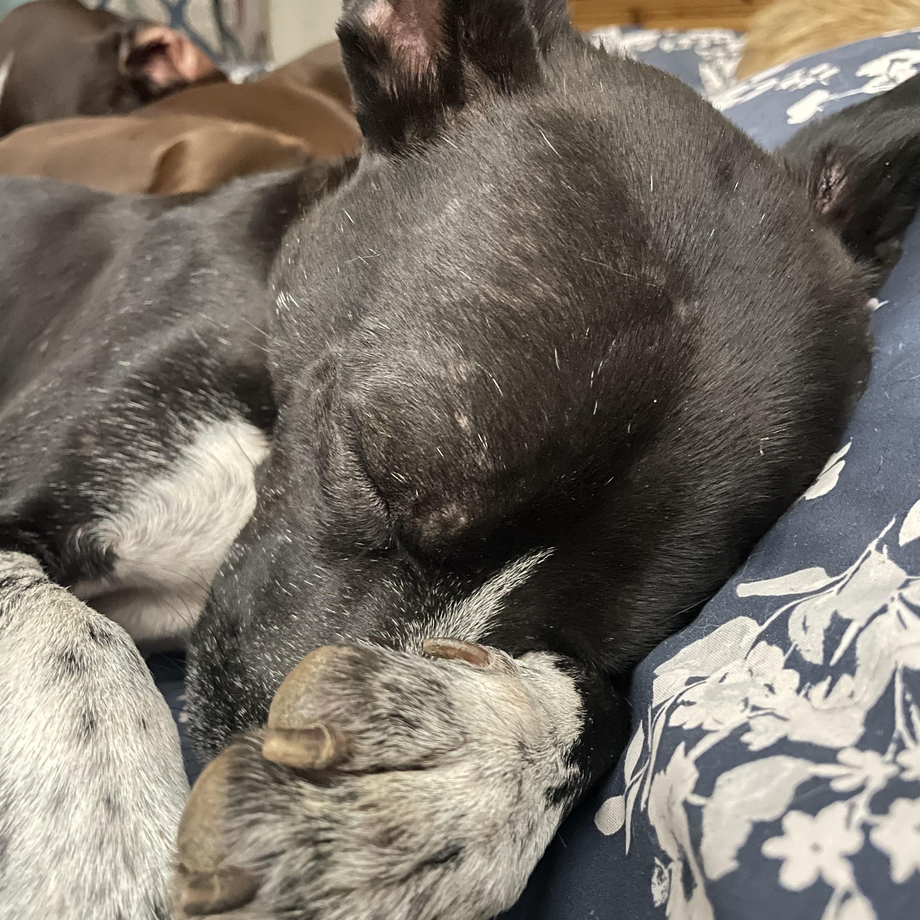 Enlarge Charlie, a Adopted mixed breed in Gardnerville, NV image 3/4