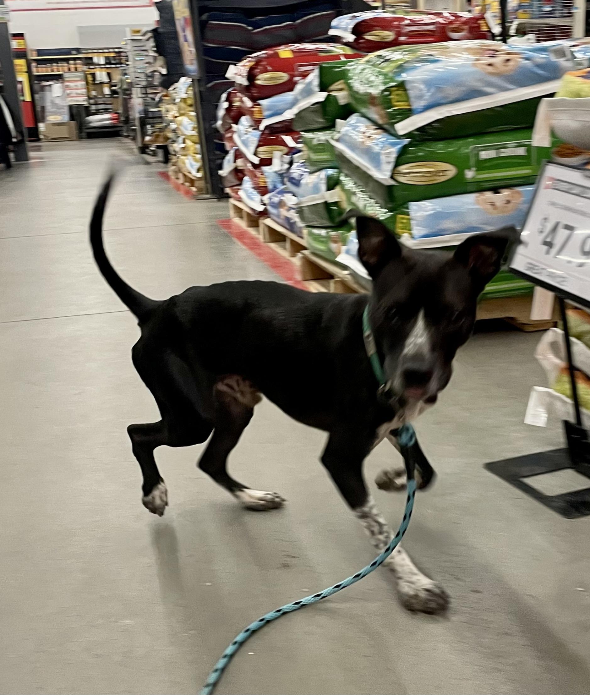 Enlarge Charlie, a Adopted mixed breed in Gardnerville, NV image 4/4