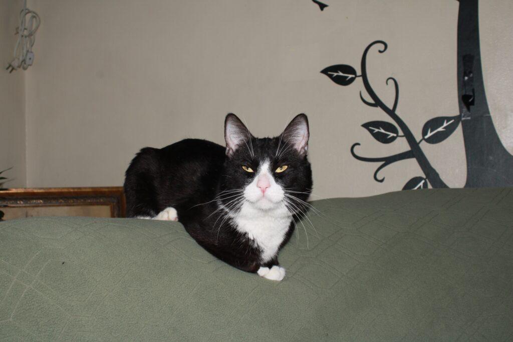 Milo, adopted, Young Male Tuxedo.