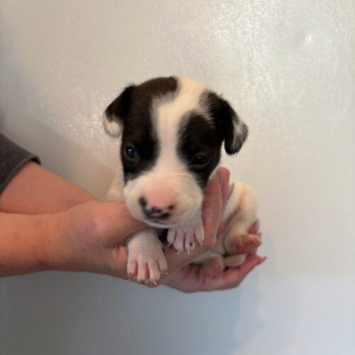 Enlarge Jackson, a Adoptable mixed breed in Langley, BC image 2/2