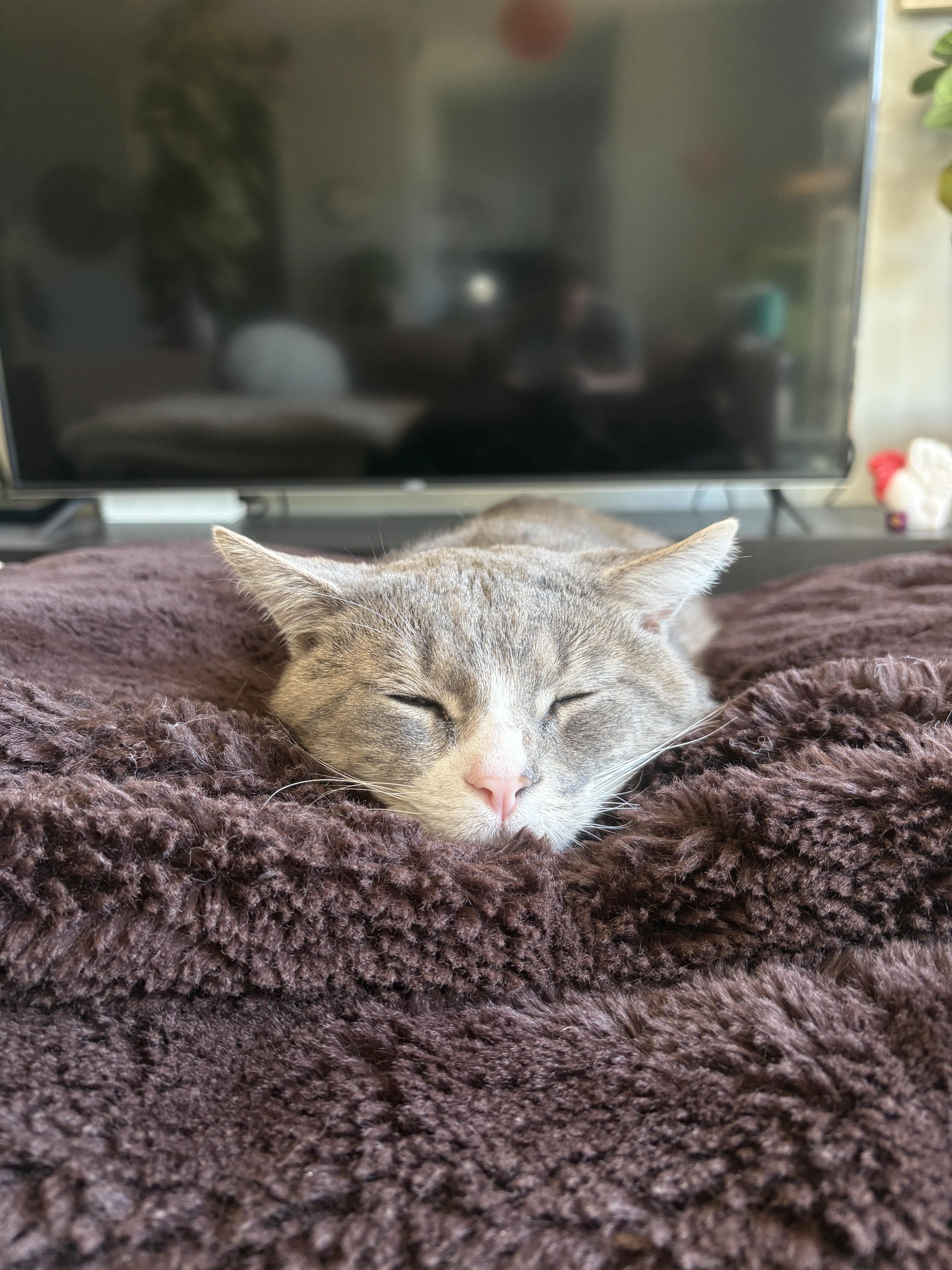Ringo, an adopted Domestic Short Hair in Roslindale, MA image 2/4
