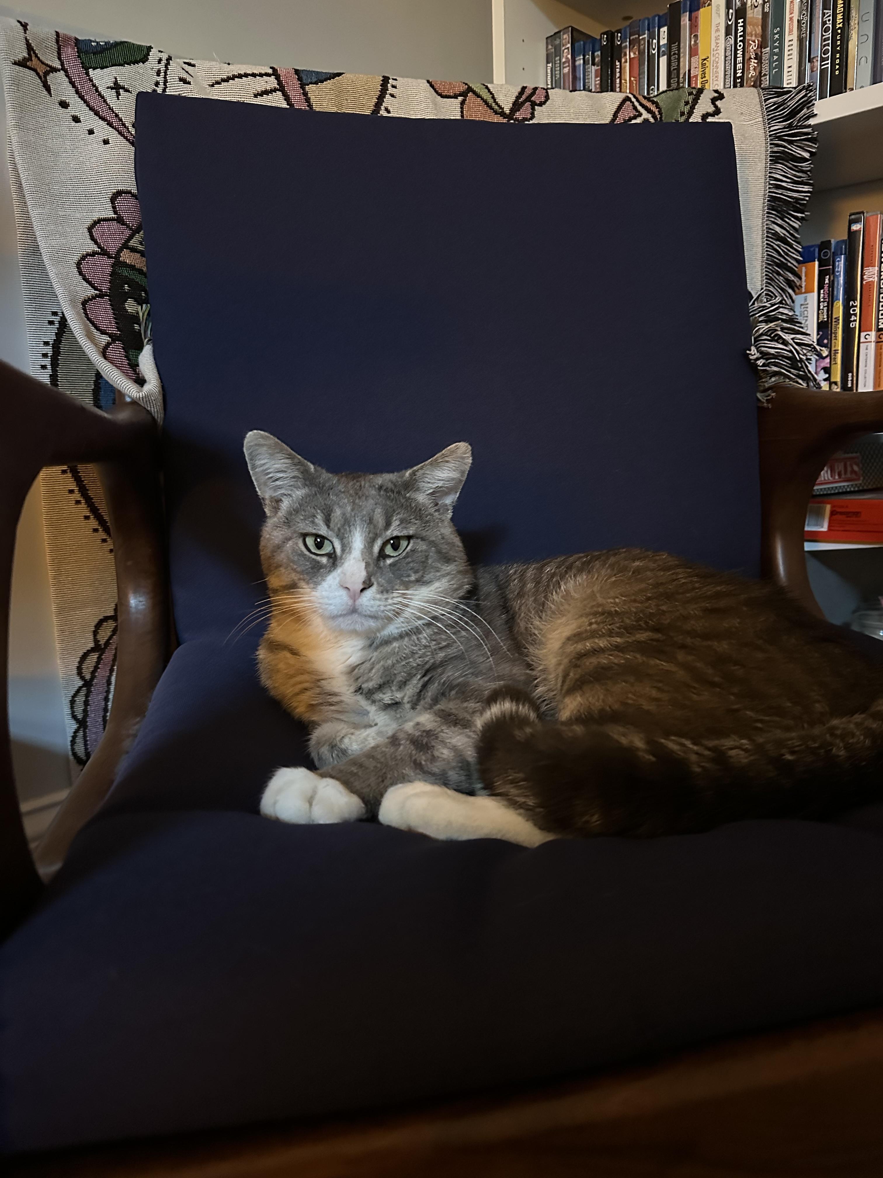 Ringo, an adopted Domestic Short Hair in Roslindale, MA image 4/4