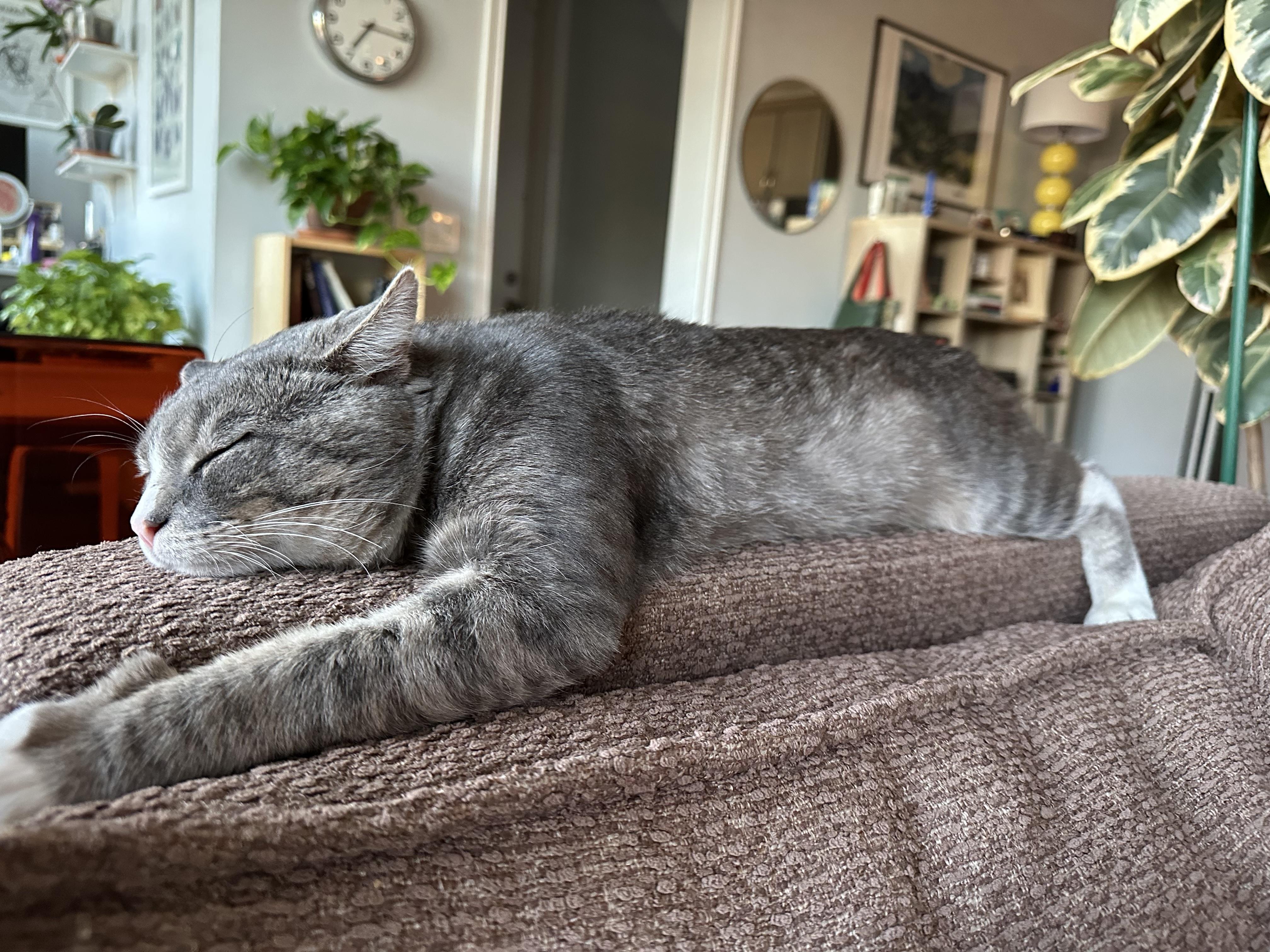 Ringo, an adopted Domestic Short Hair in Roslindale, MA image 3/4