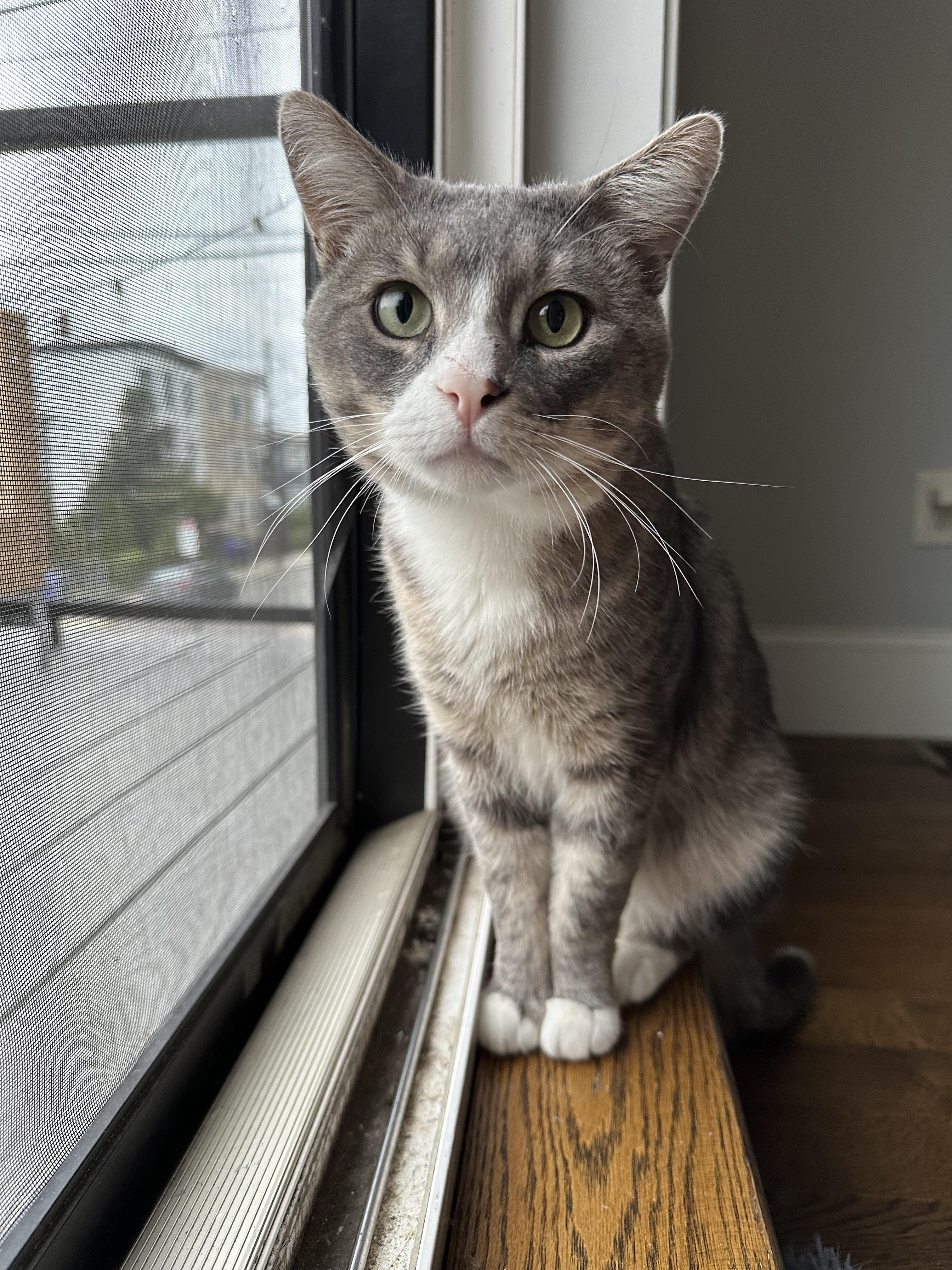 Ringo, adopted, Adult Male Domestic Short Hair.