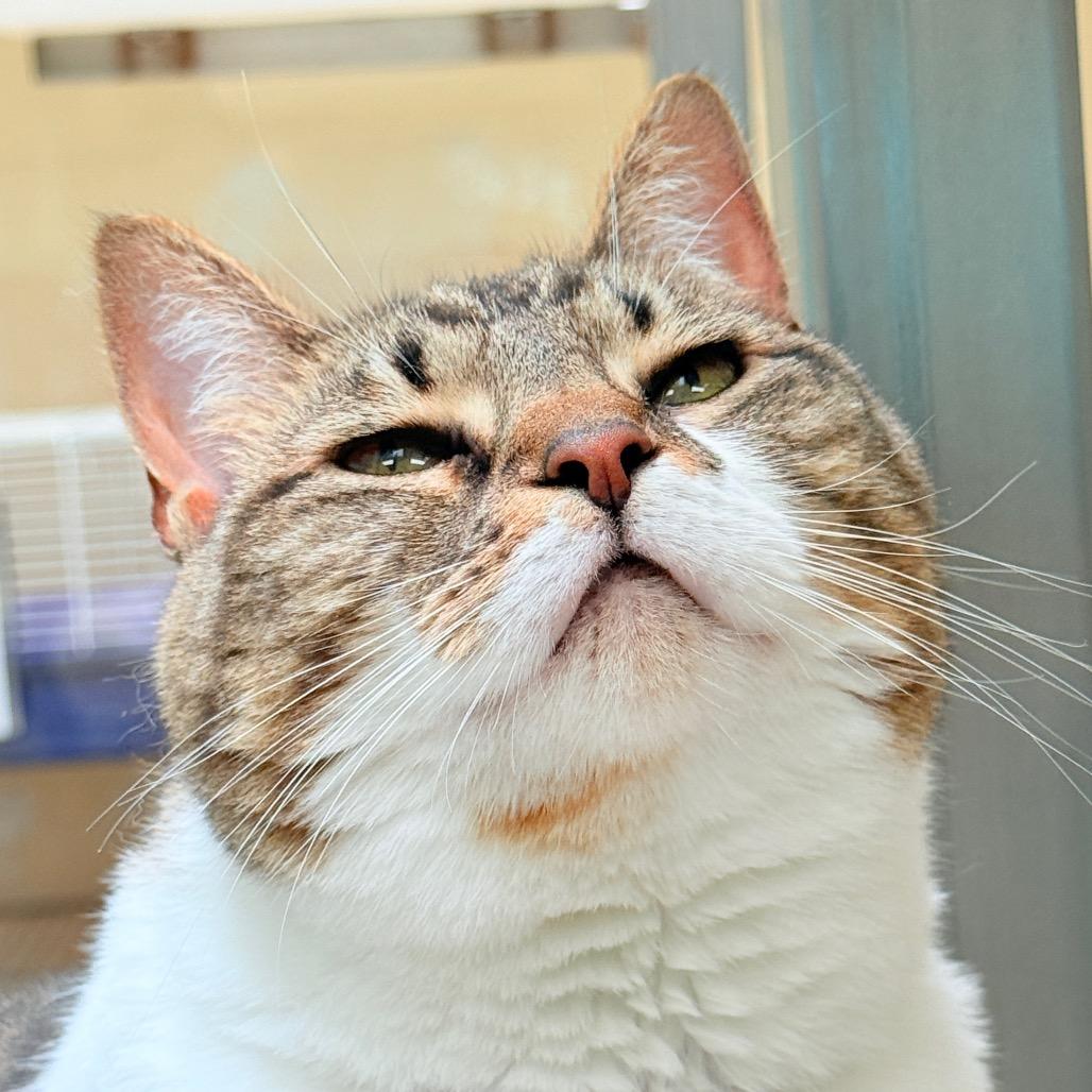Lucy, a Adoptable Domestic Short Hair in Perkiomenville, PA image 1/6