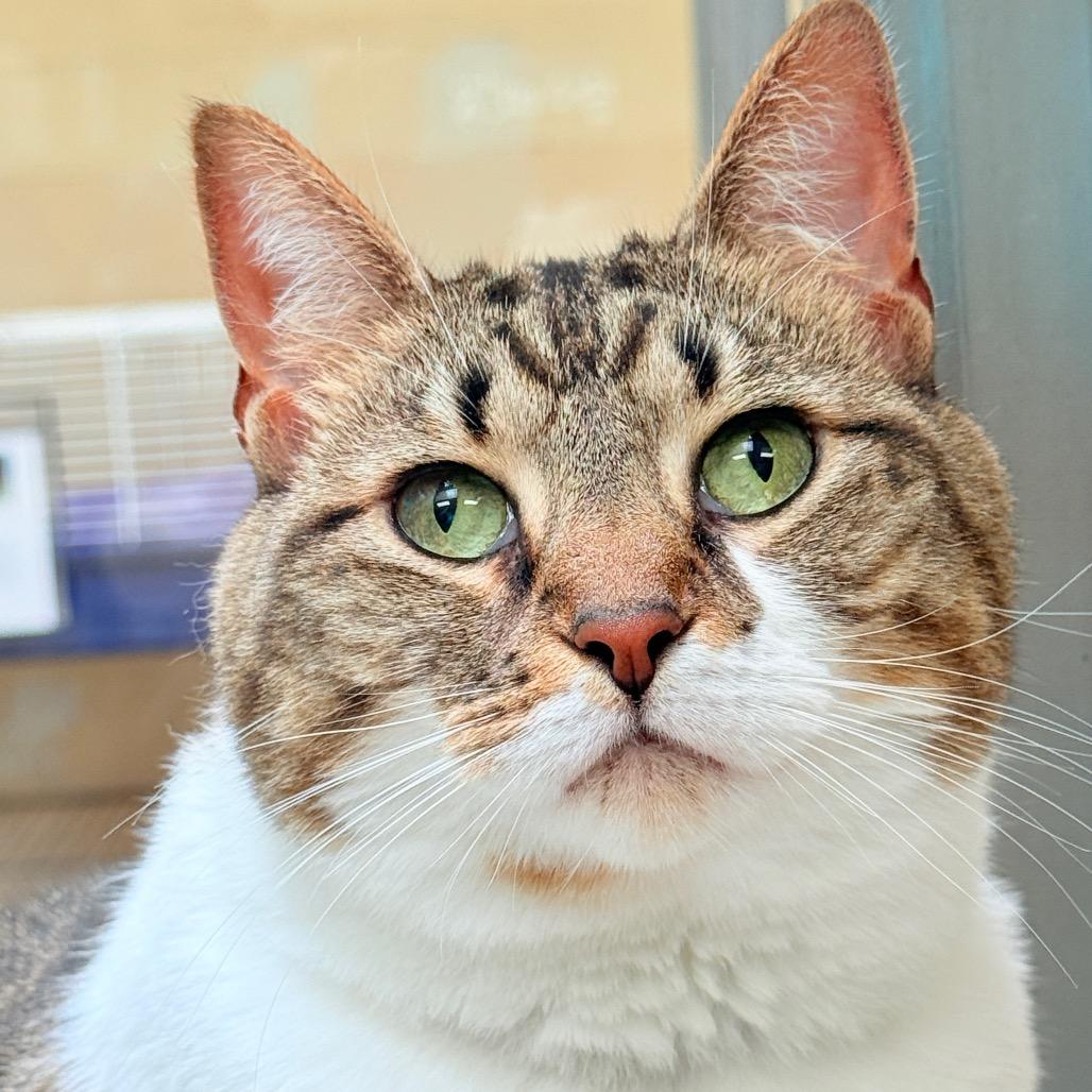 Lucy, a Adoptable Domestic Short Hair in Perkiomenville, PA image 2/6