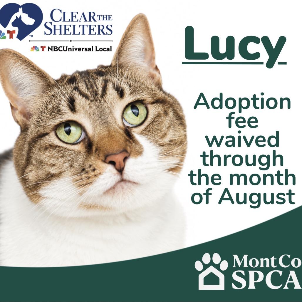Lucy, a Adoptable Domestic Short Hair in Perkiomenville, PA image 3/6