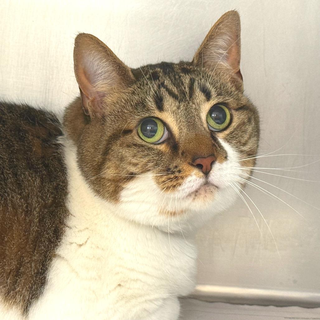 Enlarge Lucy, a Adoptable Domestic Short Hair in Perkiomenville, PA image 1/1