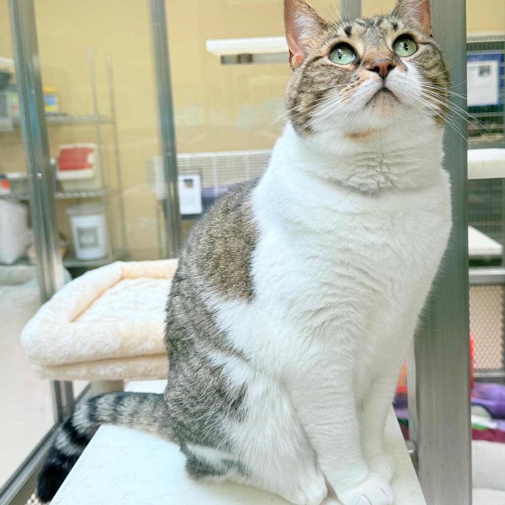 Lucy, a Adoptable Domestic Short Hair in Perkiomenville, PA image 5/6