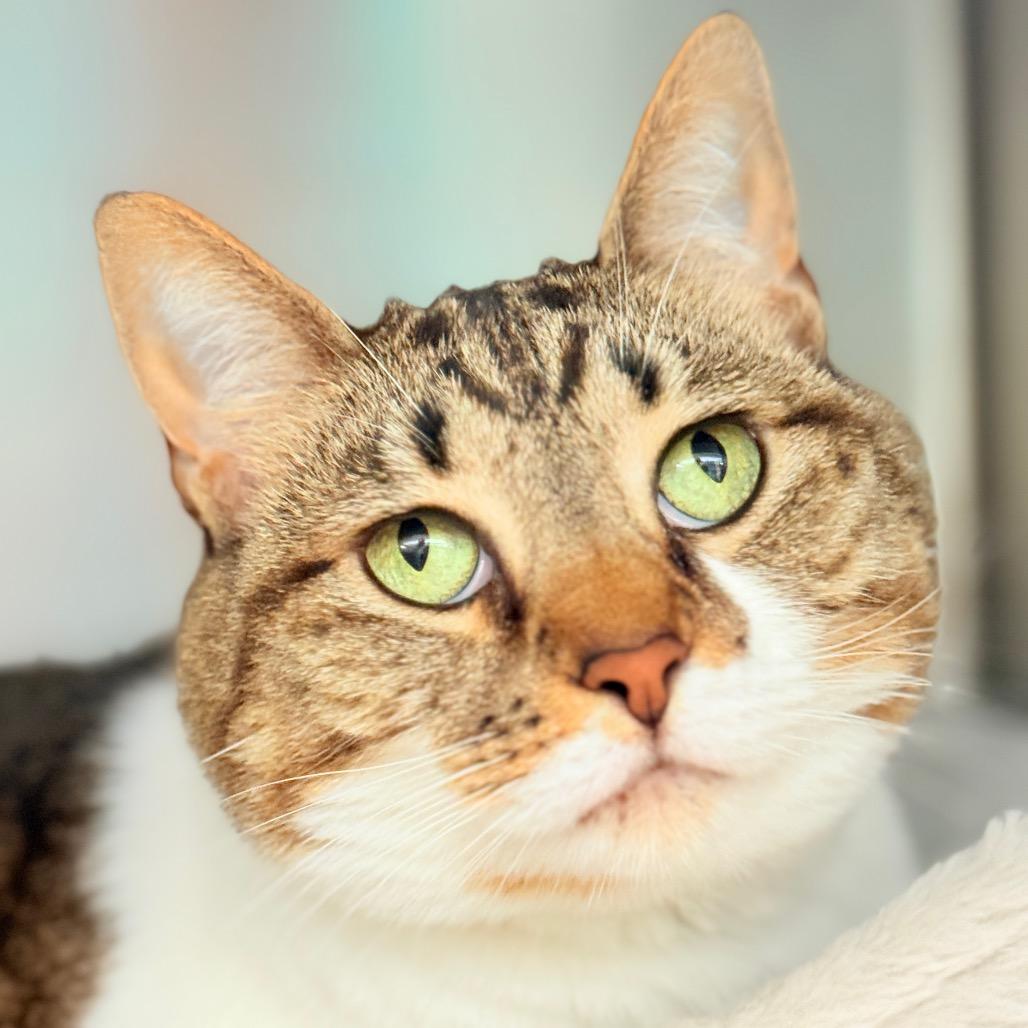 Lucy, a Adoptable Domestic Short Hair in Perkiomenville, PA image 6/6
