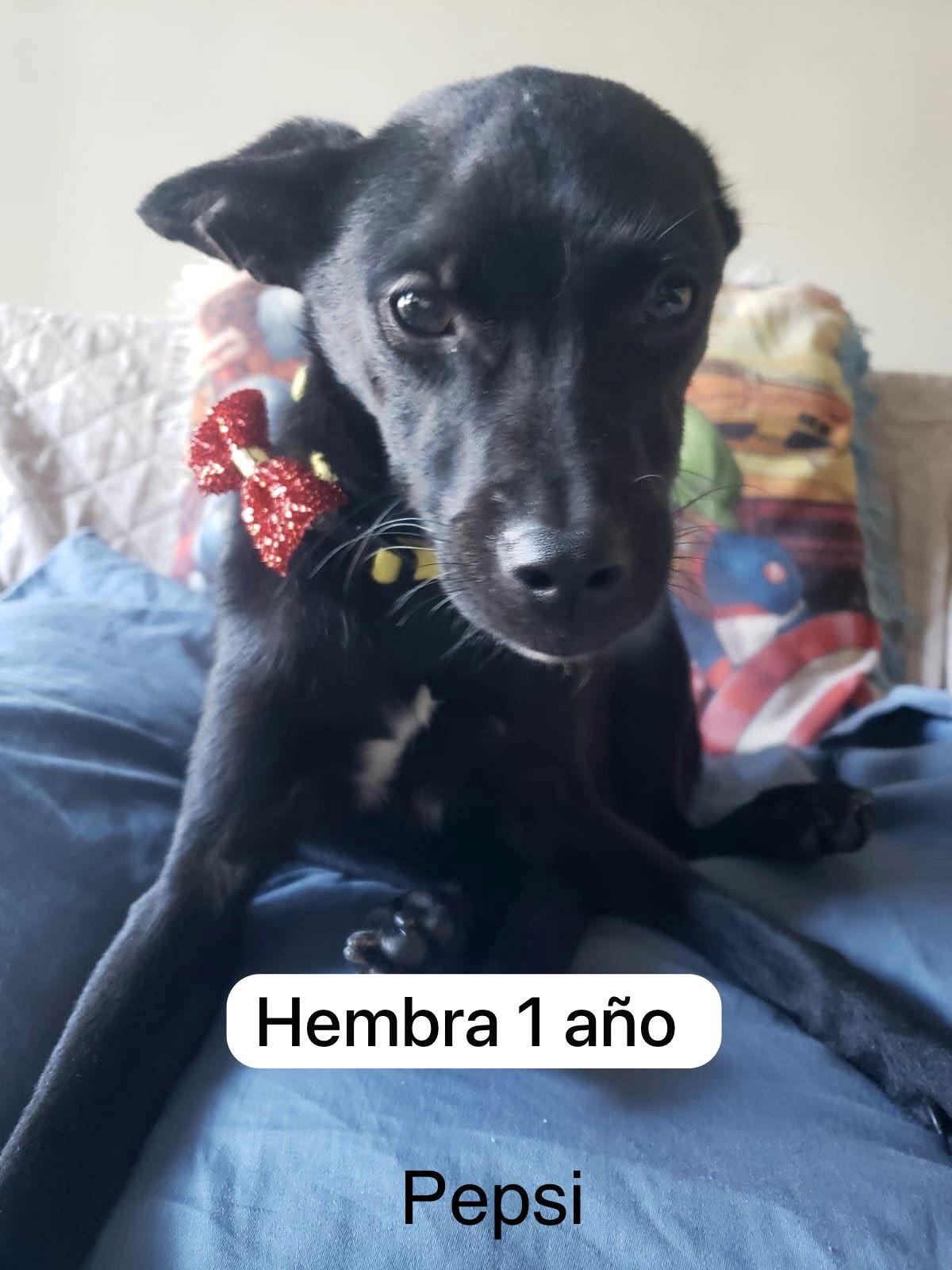 Pepsi, Adoptable, Puppy Female Labrador Retriever & Chihuahua.