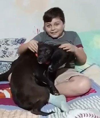 Enlarge Pepsi, a Adoptable mixed breed in Los Angeles, CA image 2/2