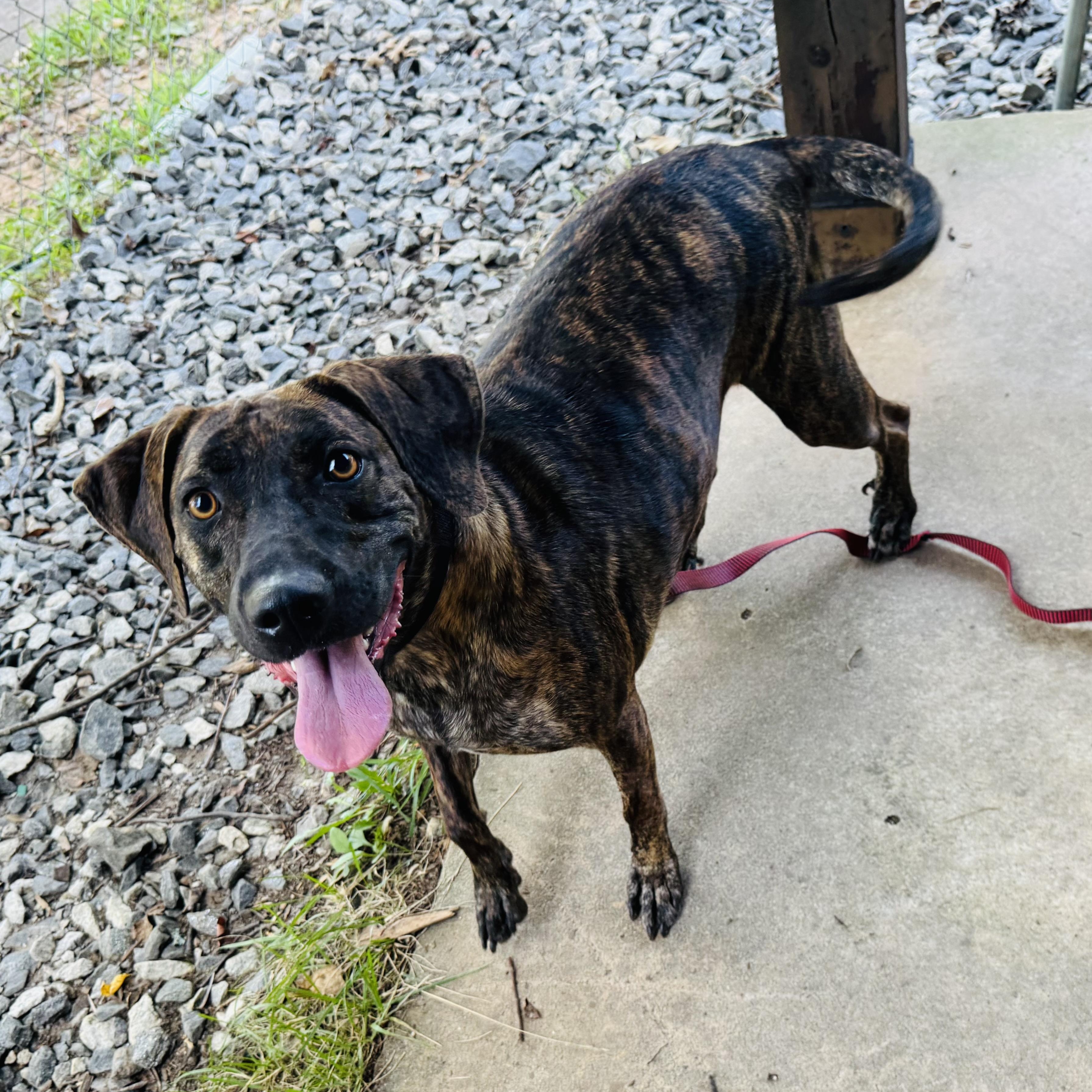 Enlarge Sophie, a Adoptable mixed breed in Cedarburg, WI image 4/6