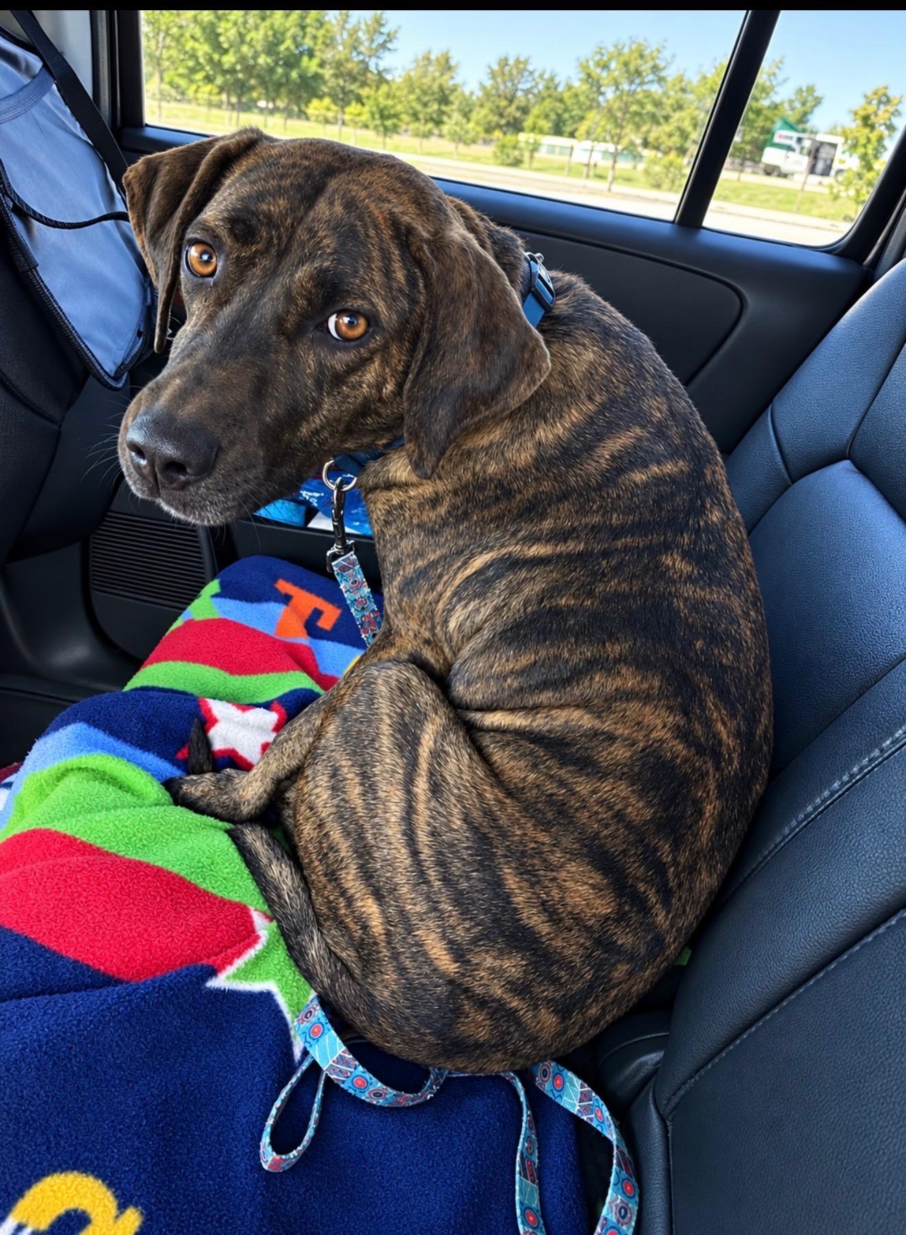 Enlarge Sophie, a Adoptable mixed breed in Cedarburg, WI image 3/6