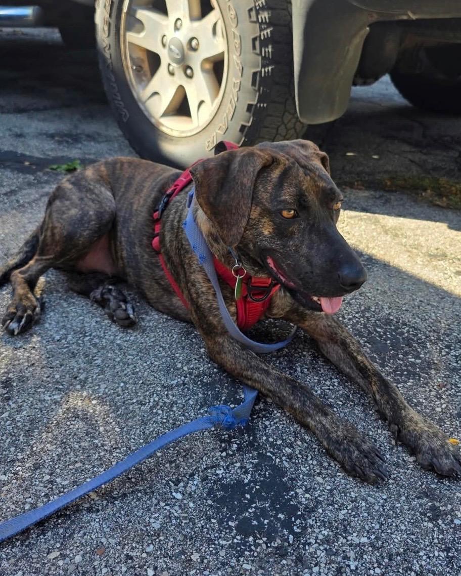 Enlarge Sophie, a Adoptable mixed breed in Cedarburg, WI image 6/6