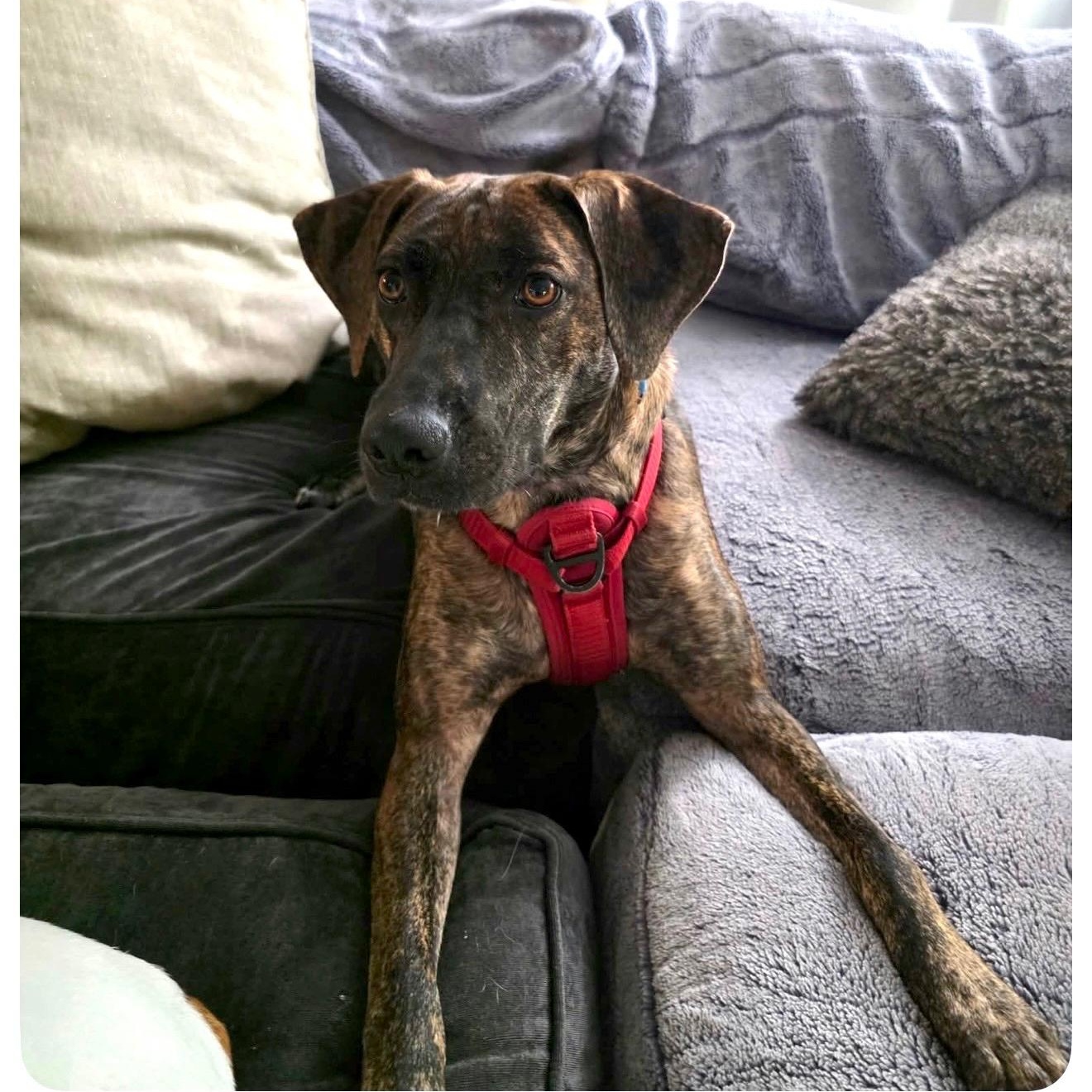 Sophie, Adoptable, Young Female Hound & Mixed Breed.
