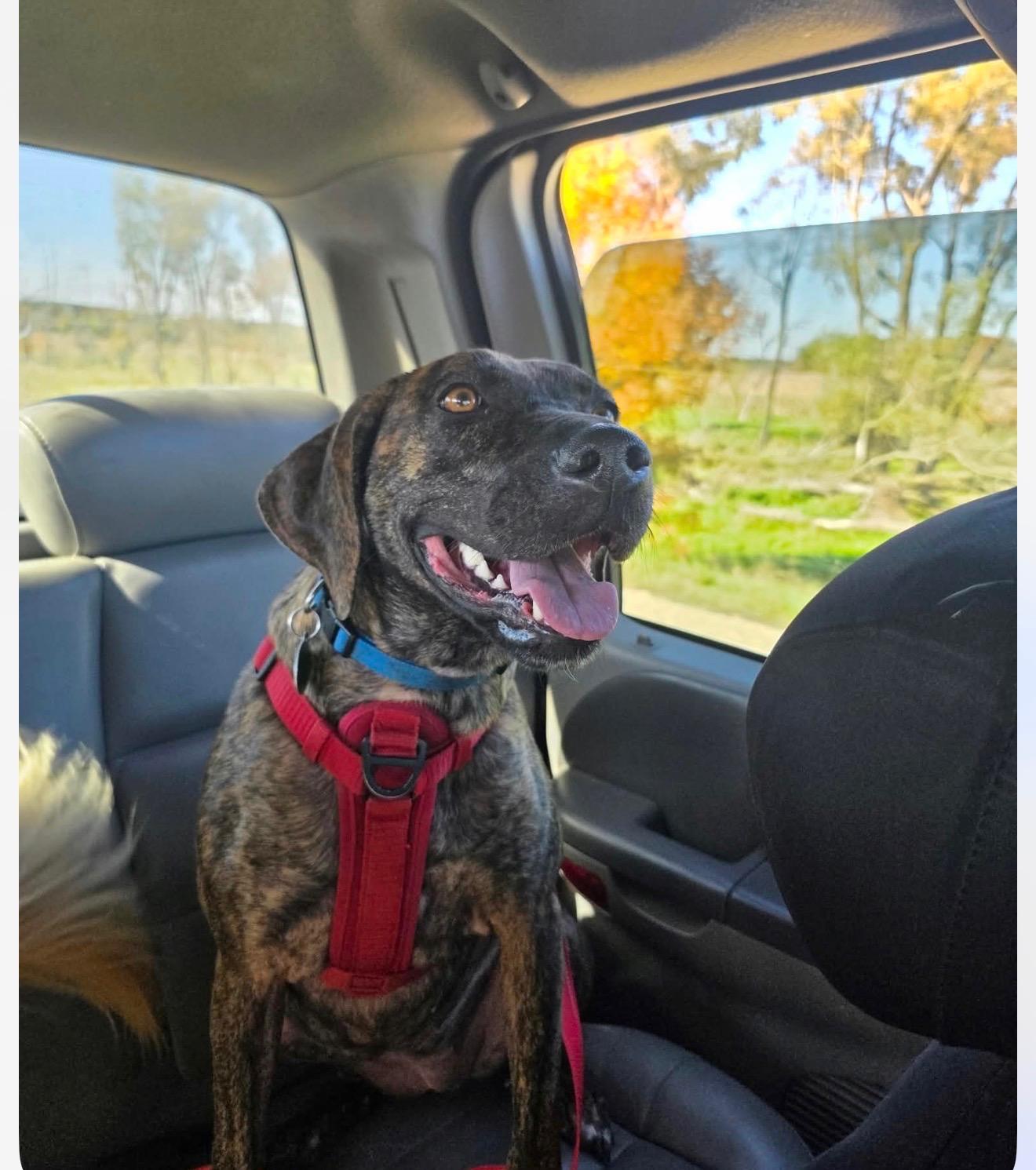 Enlarge Sophie, a Adoptable mixed breed in Cedarburg, WI image 5/6