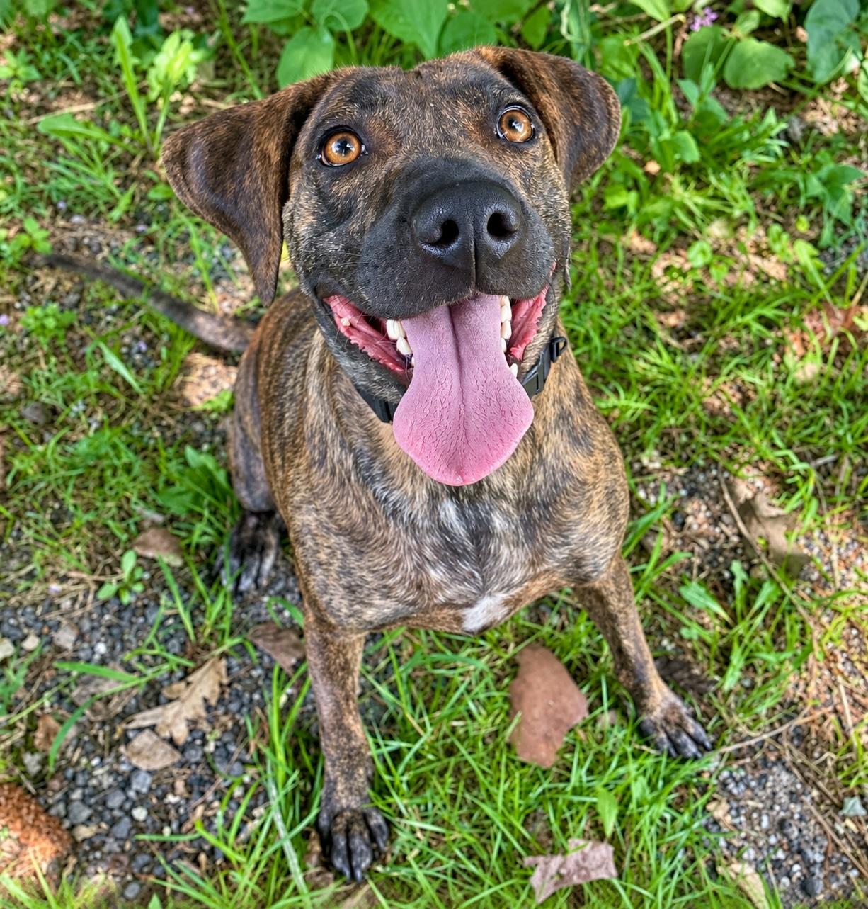 Enlarge Sophie, a Adoptable mixed breed in Cedarburg, WI image 2/6