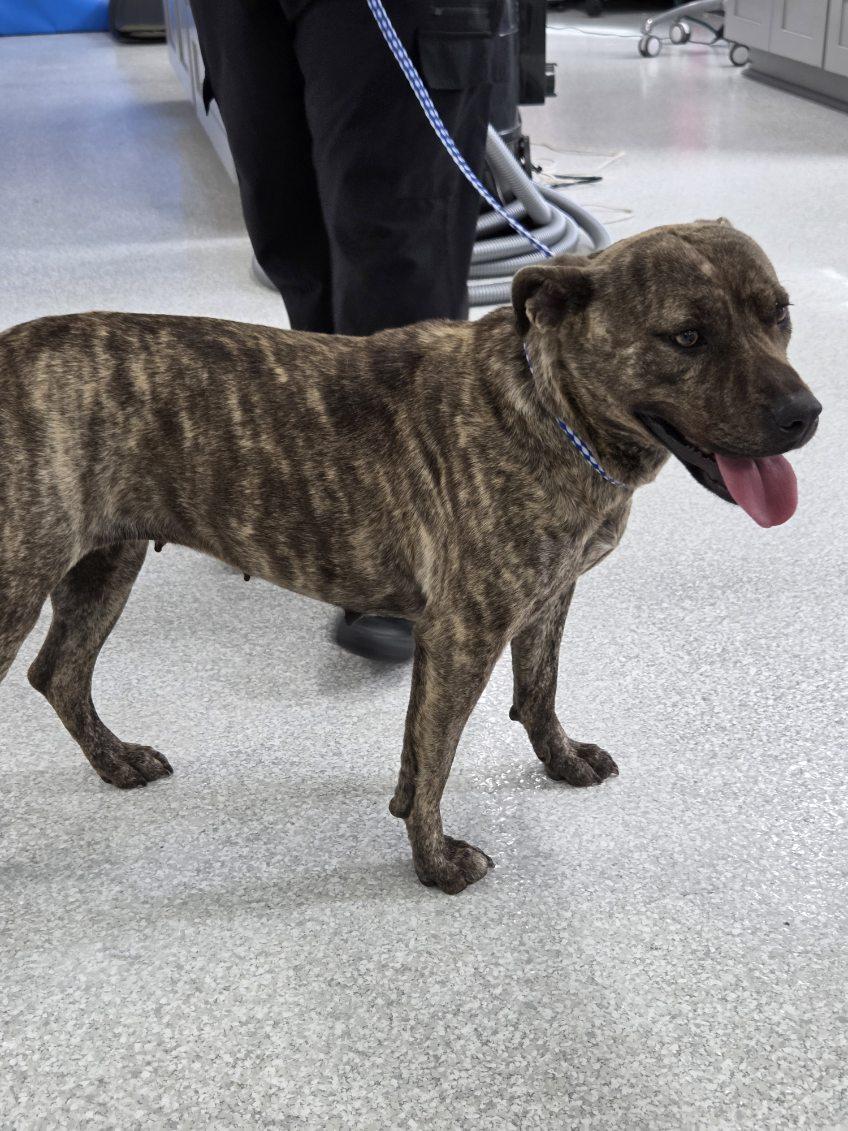 Itsy, Adoptable, Adult Female Mixed Breed.