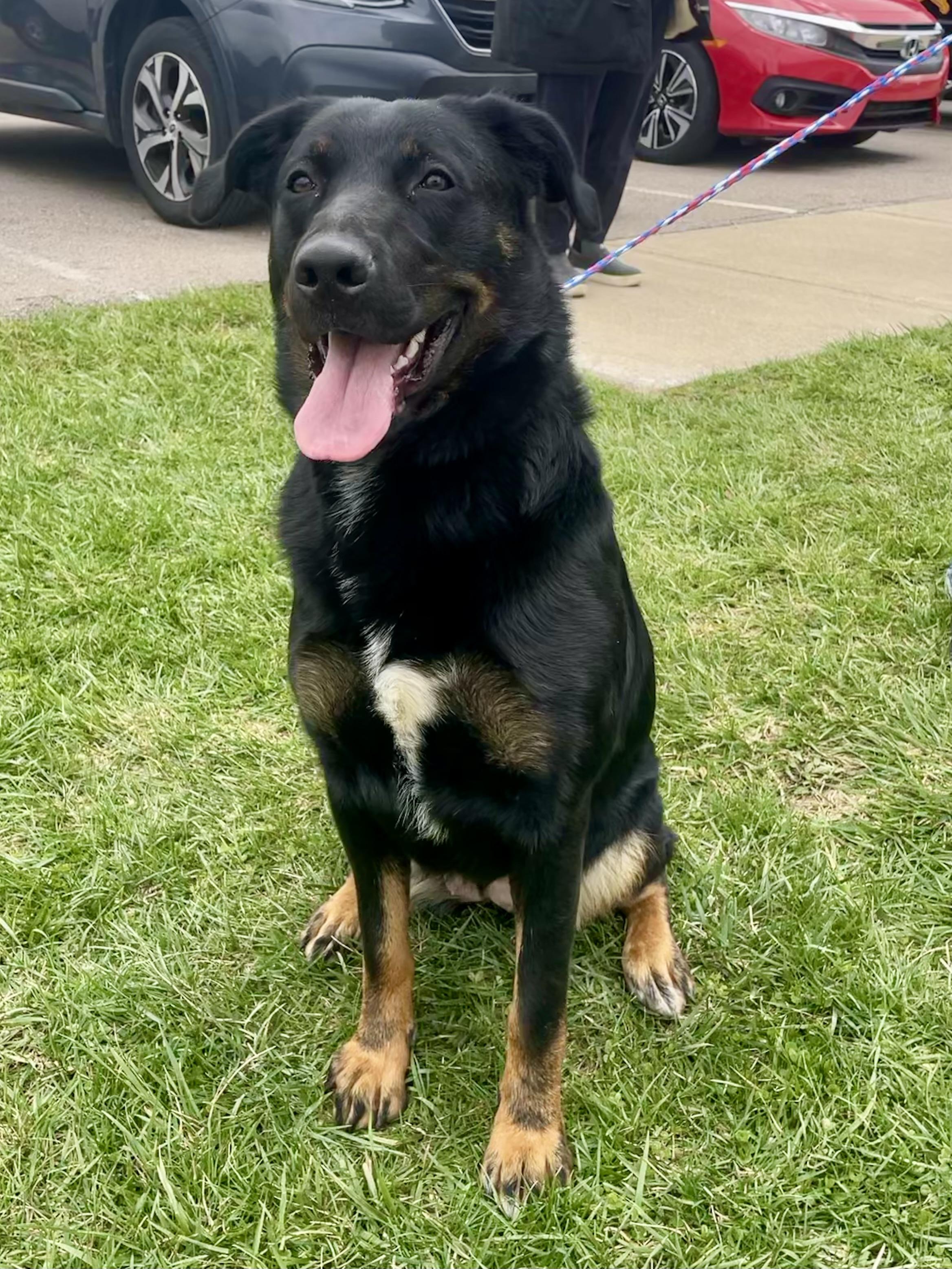 Enlarge Mystic, a ADOPTABLE Beauceron in Washington Court House, OH image 4/4