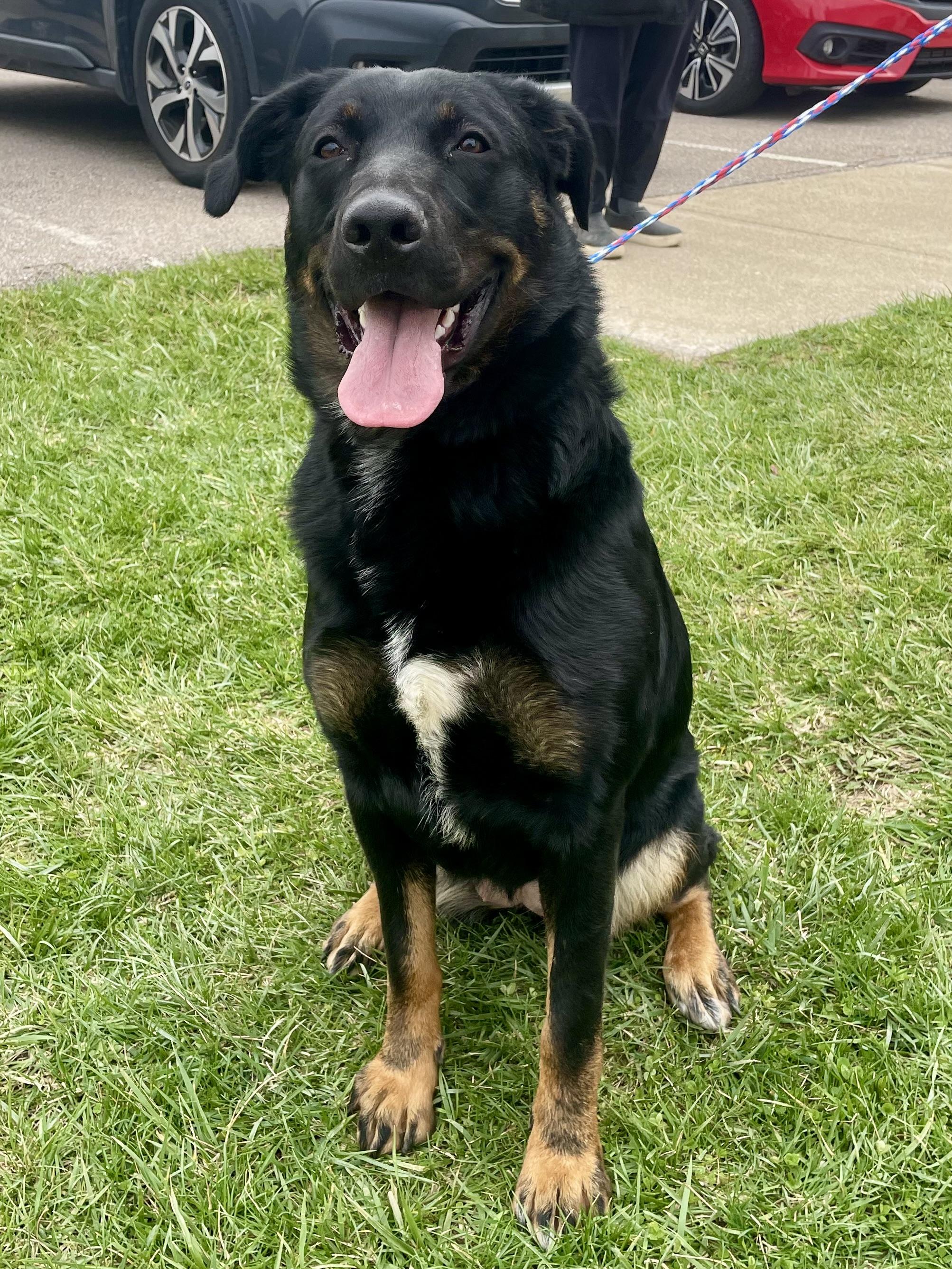 Mystic, ADOPTABLE, Adult Female Beauceron.