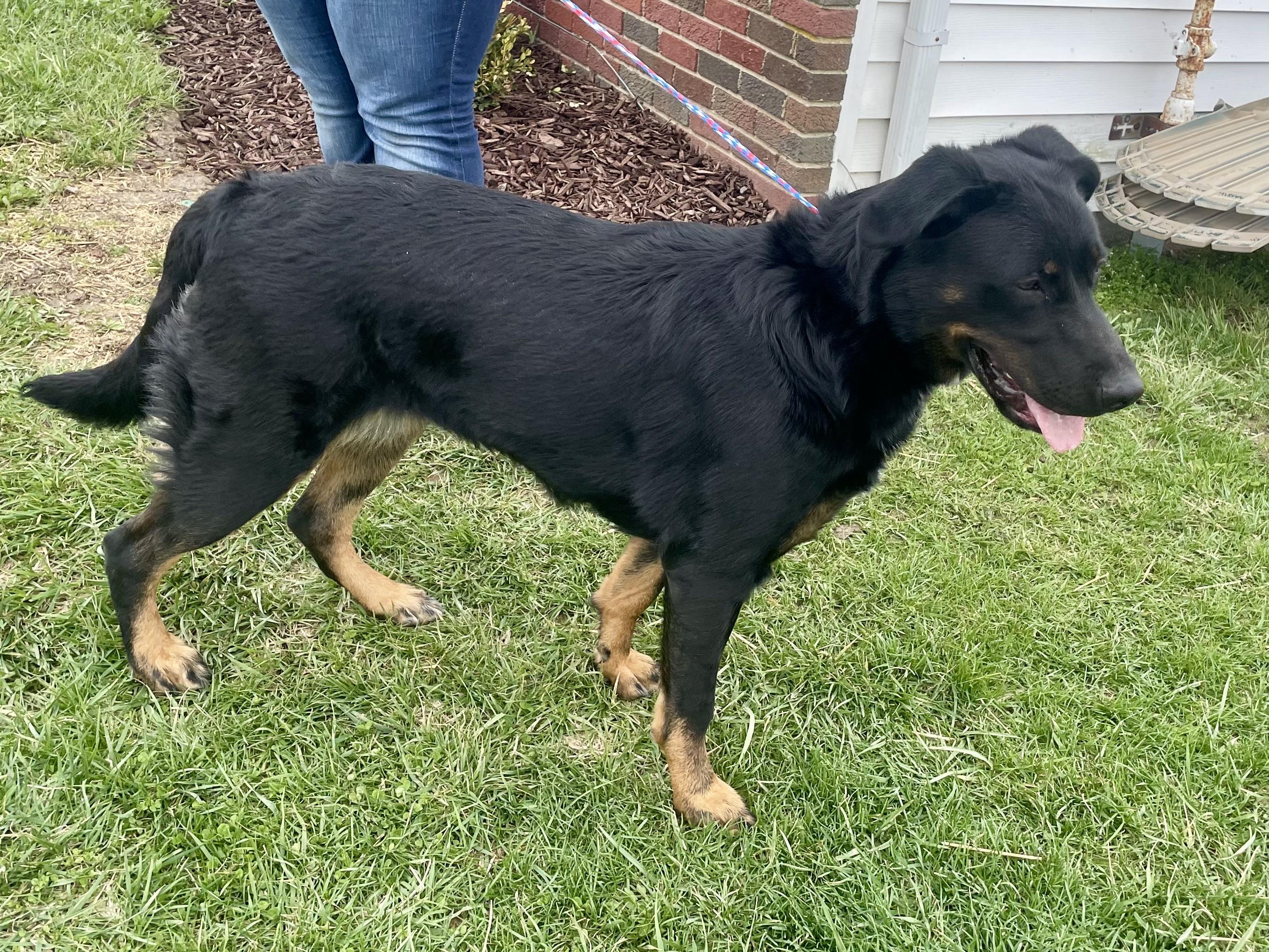 Enlarge Mystic, a ADOPTABLE Beauceron in Washington Court House, OH image 2/4