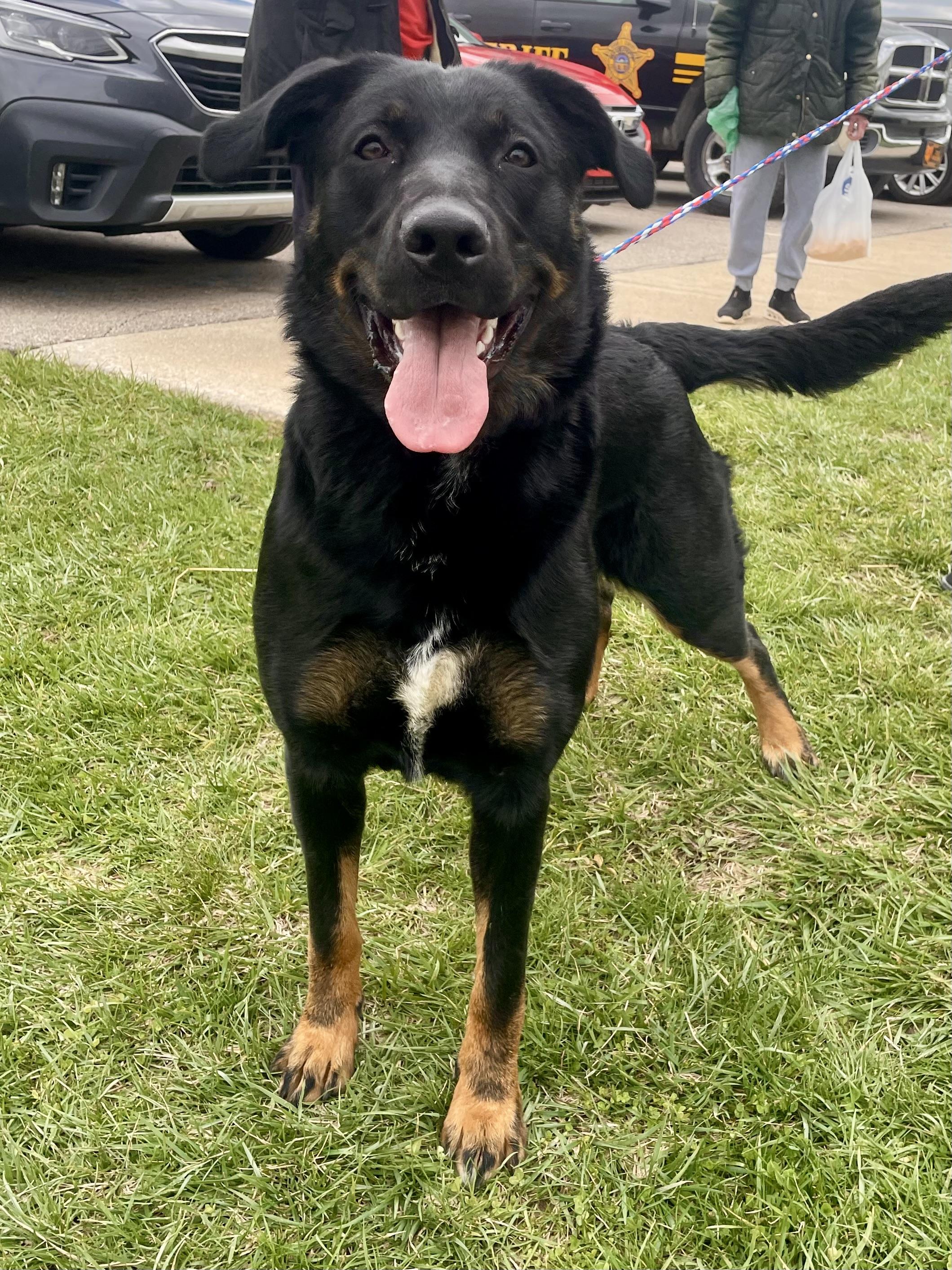 Enlarge Mystic, a ADOPTABLE Beauceron in Washington Court House, OH image 3/4