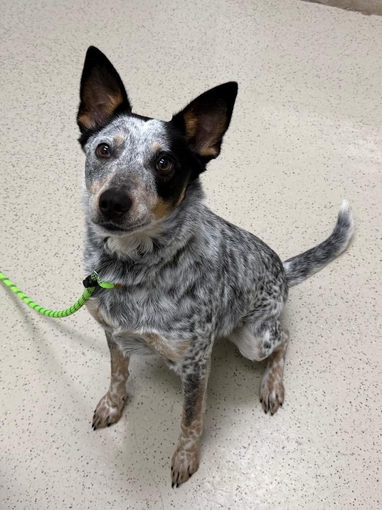 Autumn, adopted, Adult Female Australian Cattle Dog / Blue Heeler & Jack Russell Terrier.
