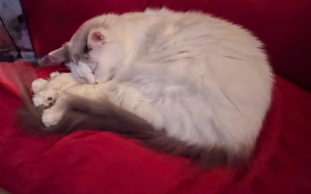 Teagan, Adoptable, Young Female Domestic Medium Hair.