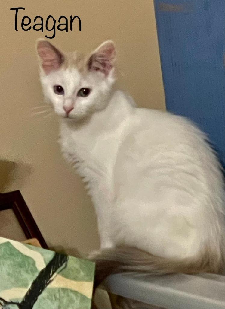 Teagan, a Adoptable mixed breed in Hoover , AL image 2/3