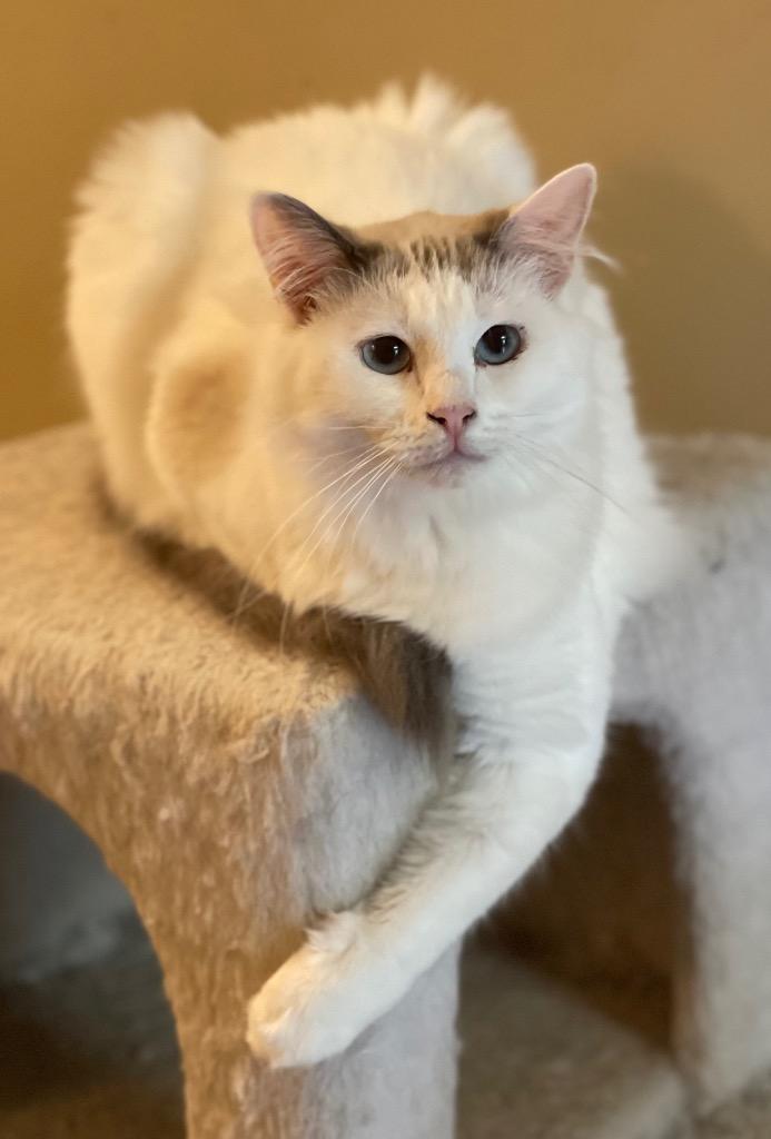 Enlarge Teagan, a Adoptable mixed breed in Hoover , AL image 2/4