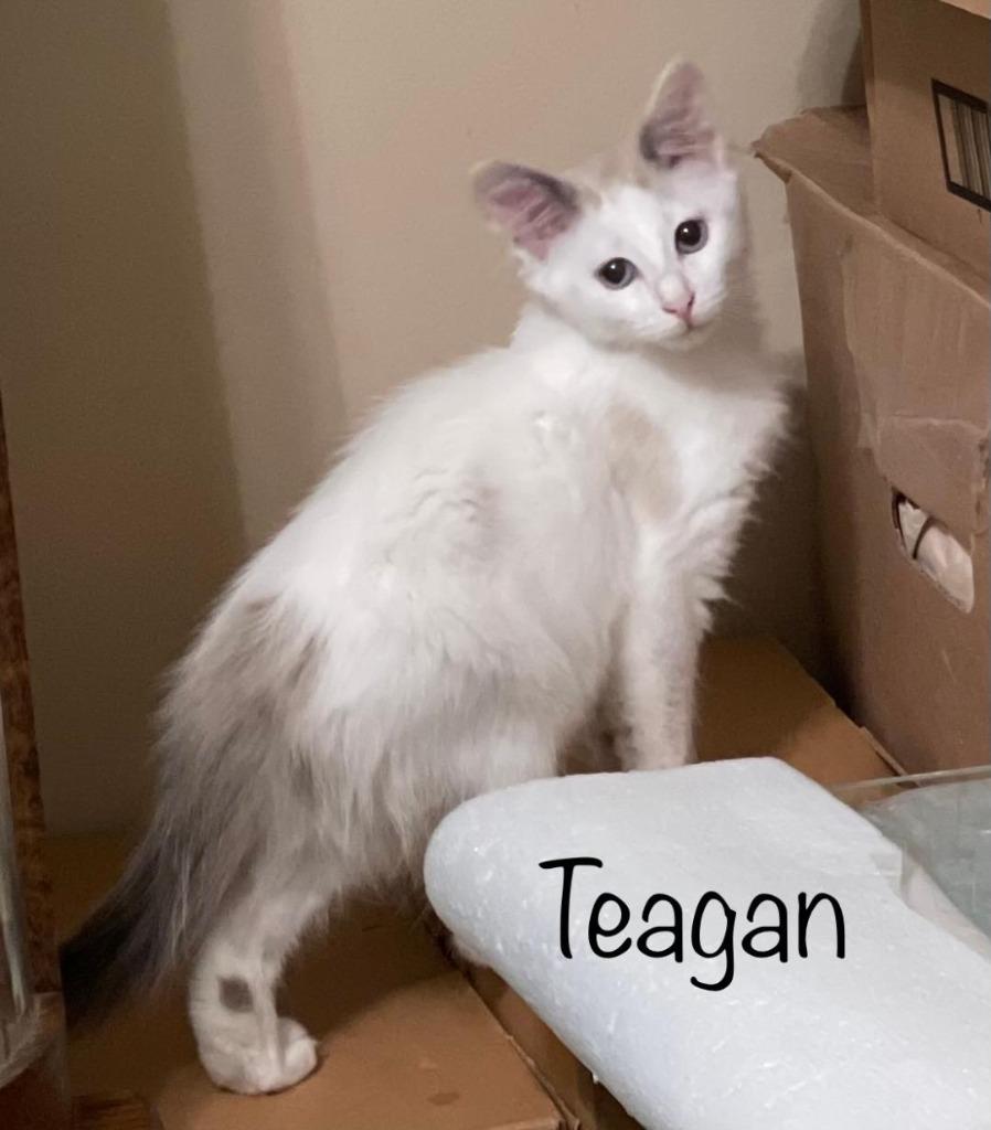 Enlarge Teagan, a Adoptable mixed breed in Hoover , AL image 3/4