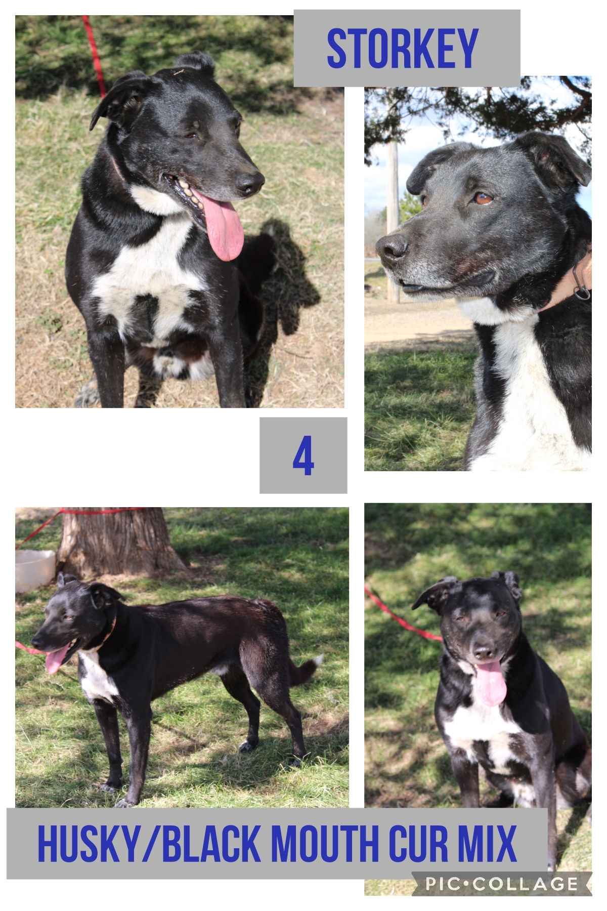 Enlarge Storkey, a Adoptable mixed breed in Ashdown, AR image 1/1