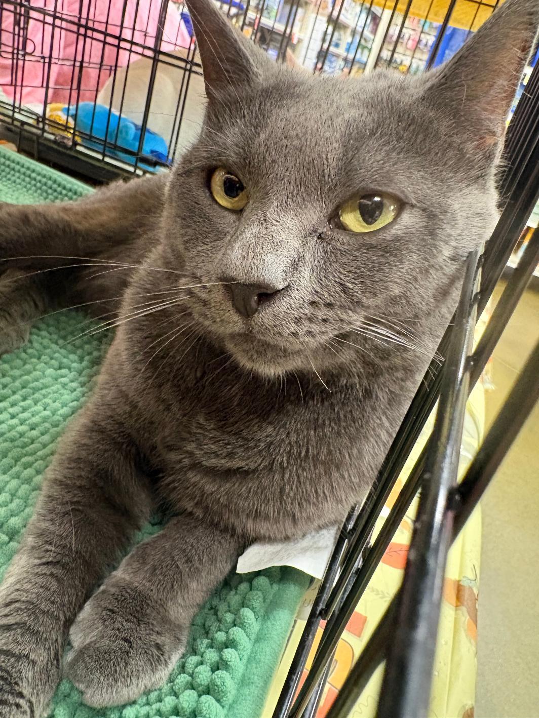 Theo, Adoptable, Young Male Russian Blue.
