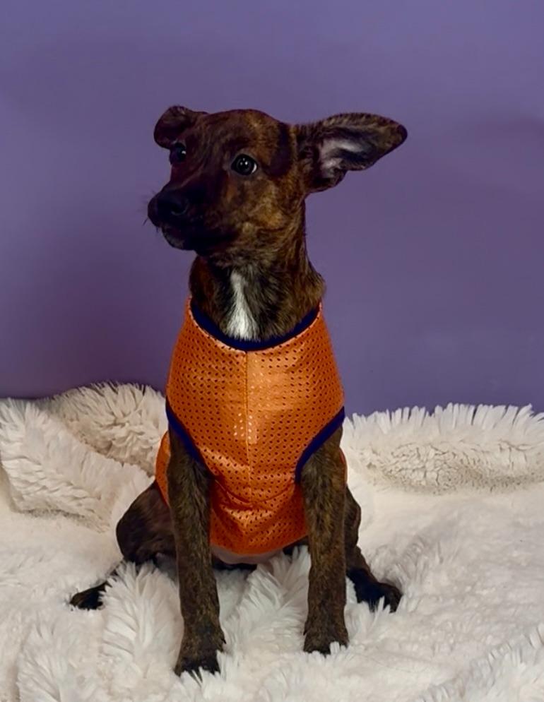 Beep, Adoptable, Puppy Male Australian Cattle Dog / Blue Heeler & Cattle Dog.