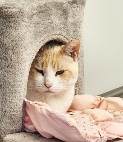 Luca, Adoptable, Adult Male Domestic Short Hair & Siamese.