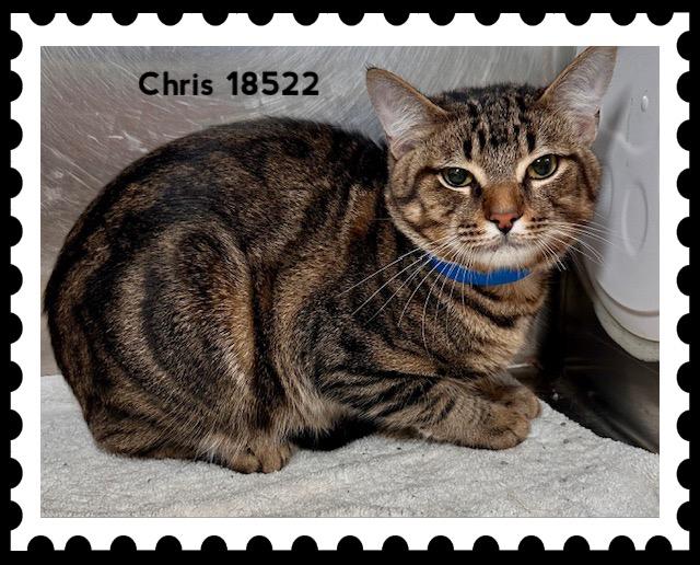 CHRIS, a ADOPTABLE Domestic Short Hair in Marietta, GA image 1/4