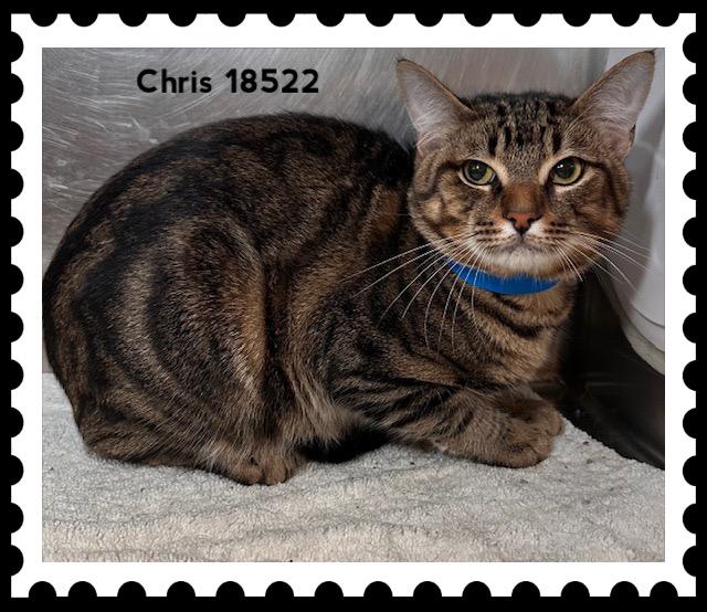 CHRIS, a ADOPTABLE Domestic Short Hair in Marietta, GA image 2/4