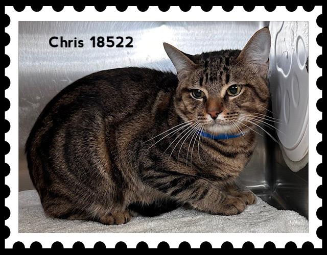 CHRIS, a ADOPTABLE Domestic Short Hair in Marietta, GA image 3/4