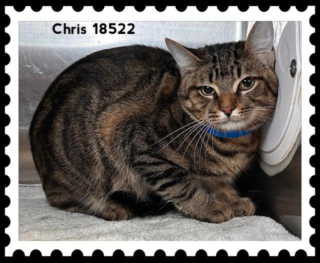 CHRIS, a ADOPTABLE Domestic Short Hair in Marietta, GA image 4/4