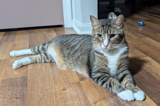 Enlarge MARK, a Adoptable Domestic Short Hair in KENTON, DE image 5/6