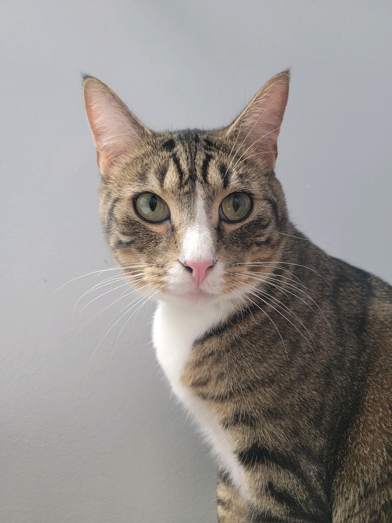 Enlarge MARK, a Adoptable Domestic Short Hair in KENTON, DE image 6/6