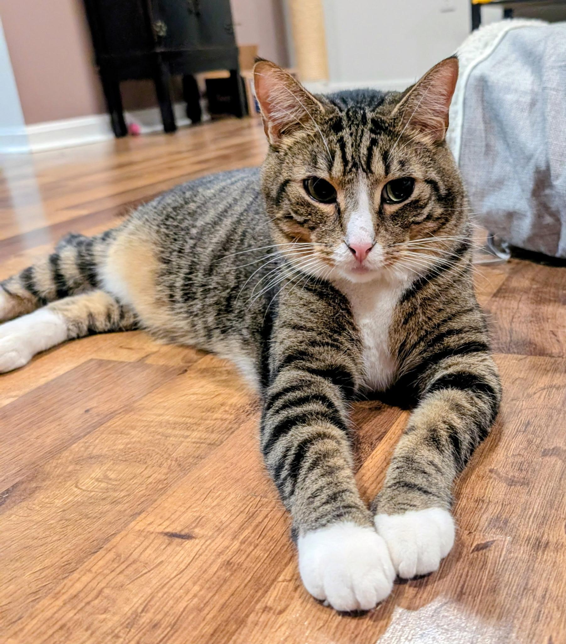 Enlarge MARK, a Adoptable Domestic Short Hair in KENTON, DE image 1/6