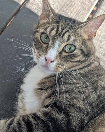 Enlarge MARK, a Adoptable Domestic Short Hair in KENTON, DE image 3/6