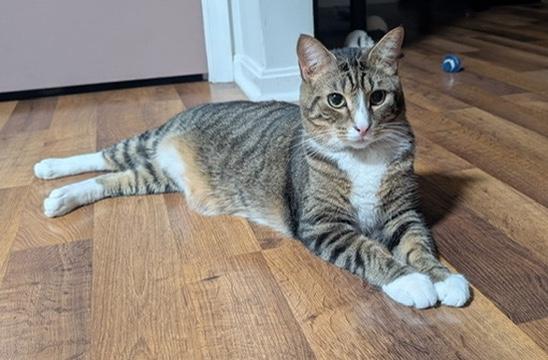 Enlarge MARK, a Adoptable Domestic Short Hair in KENTON, DE image 4/6