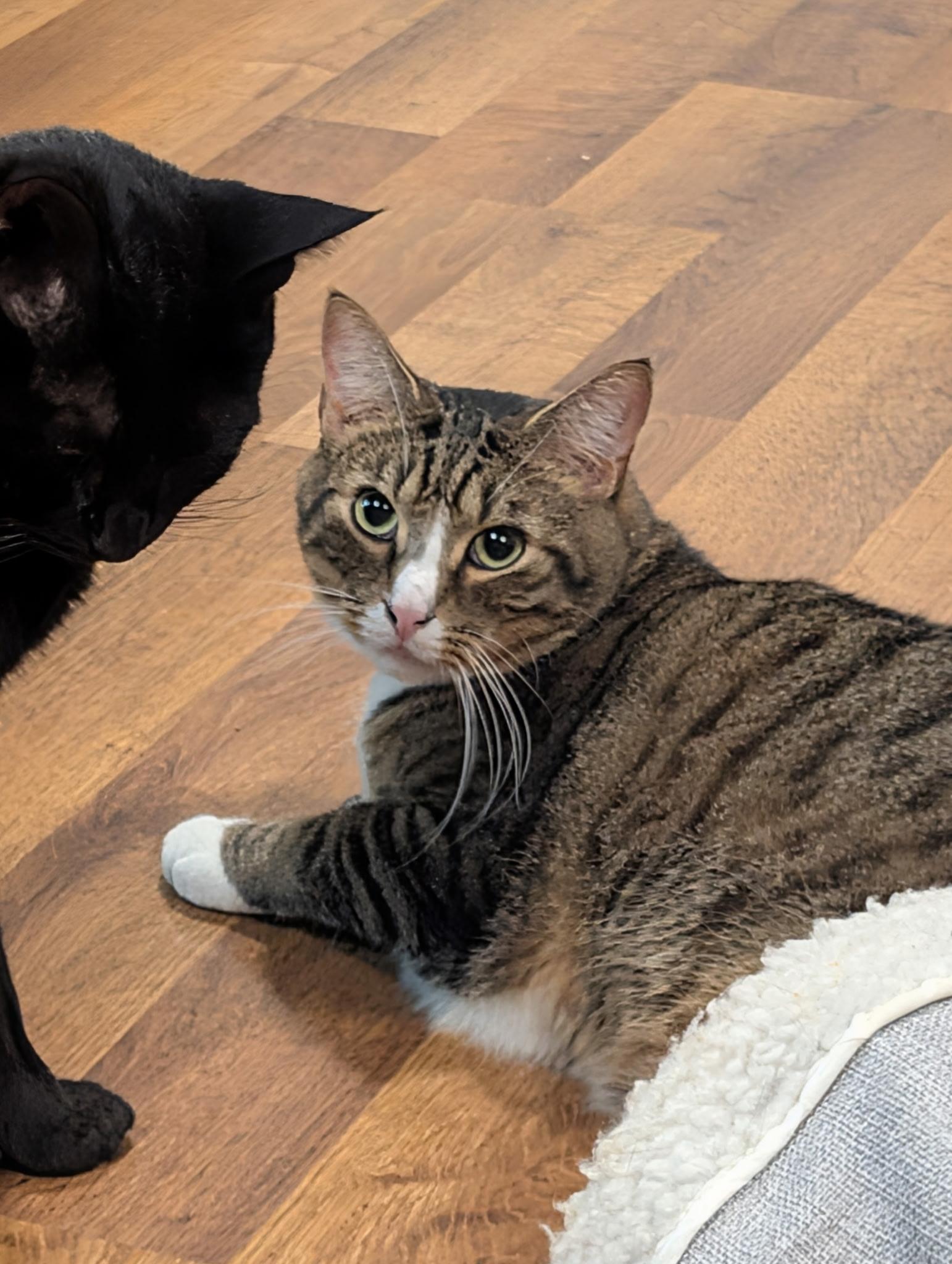 Enlarge MARK, a Adoptable Domestic Short Hair in KENTON, DE image 2/6