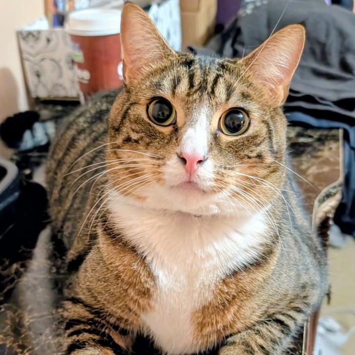 Enlarge MARK, a Adoptable Domestic Short Hair in KENTON, DE image 1/6