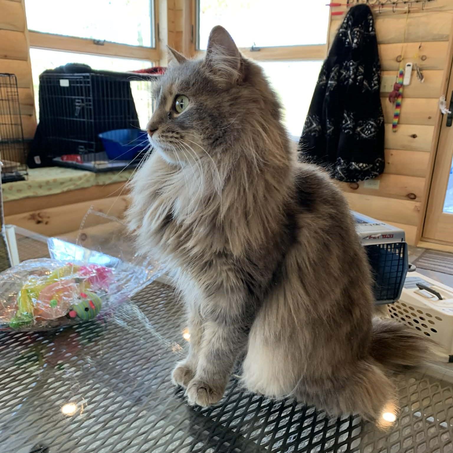 Enlarge Haze, an adopted mixed breed in Hawley, PA image 1/6