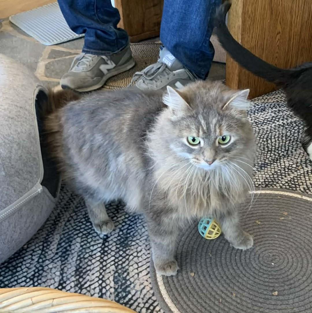 Enlarge Haze, an adopted mixed breed in Hawley, PA image 3/6