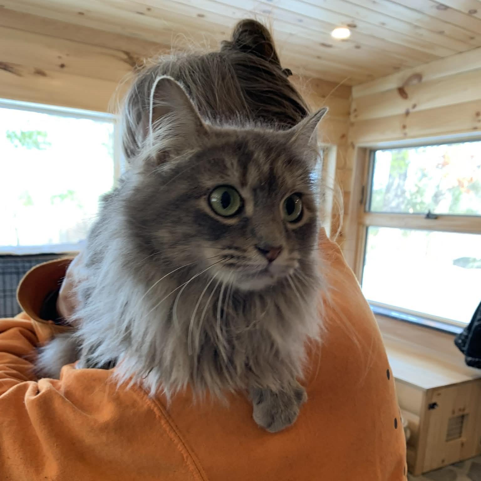 Enlarge Haze, an adopted mixed breed in Hawley, PA image 6/6